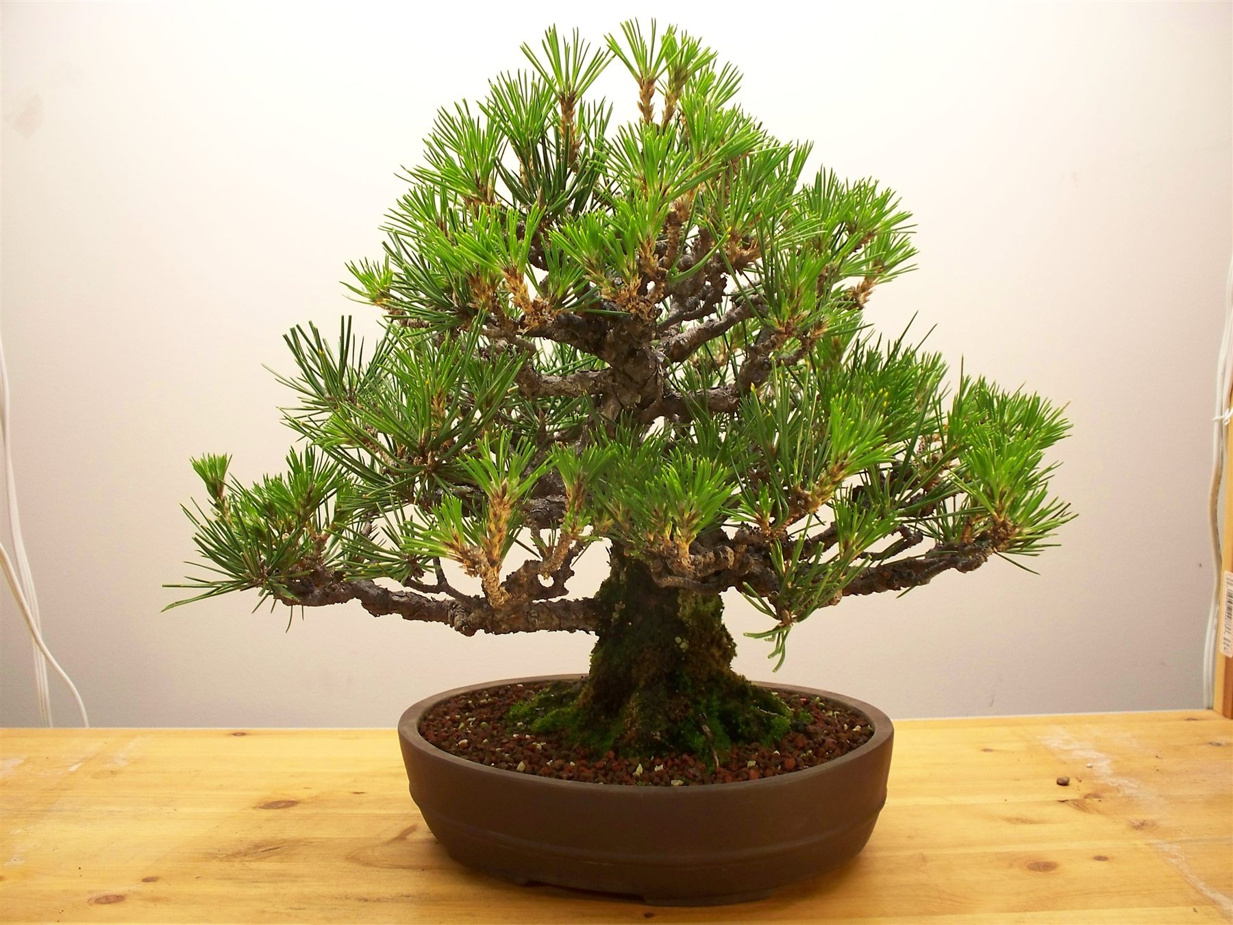 A Japanese black pine bonsai with a dense, triangular canopy in a brown oval pot