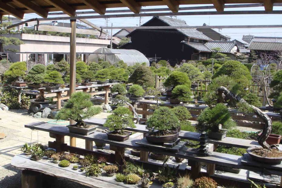 The Aichi‑en Lineage