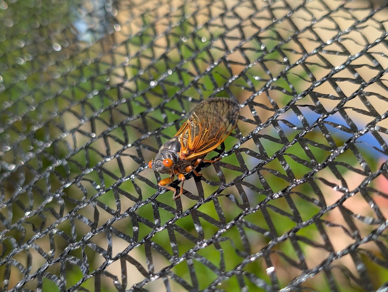 Bonsai Pests: Cicadas