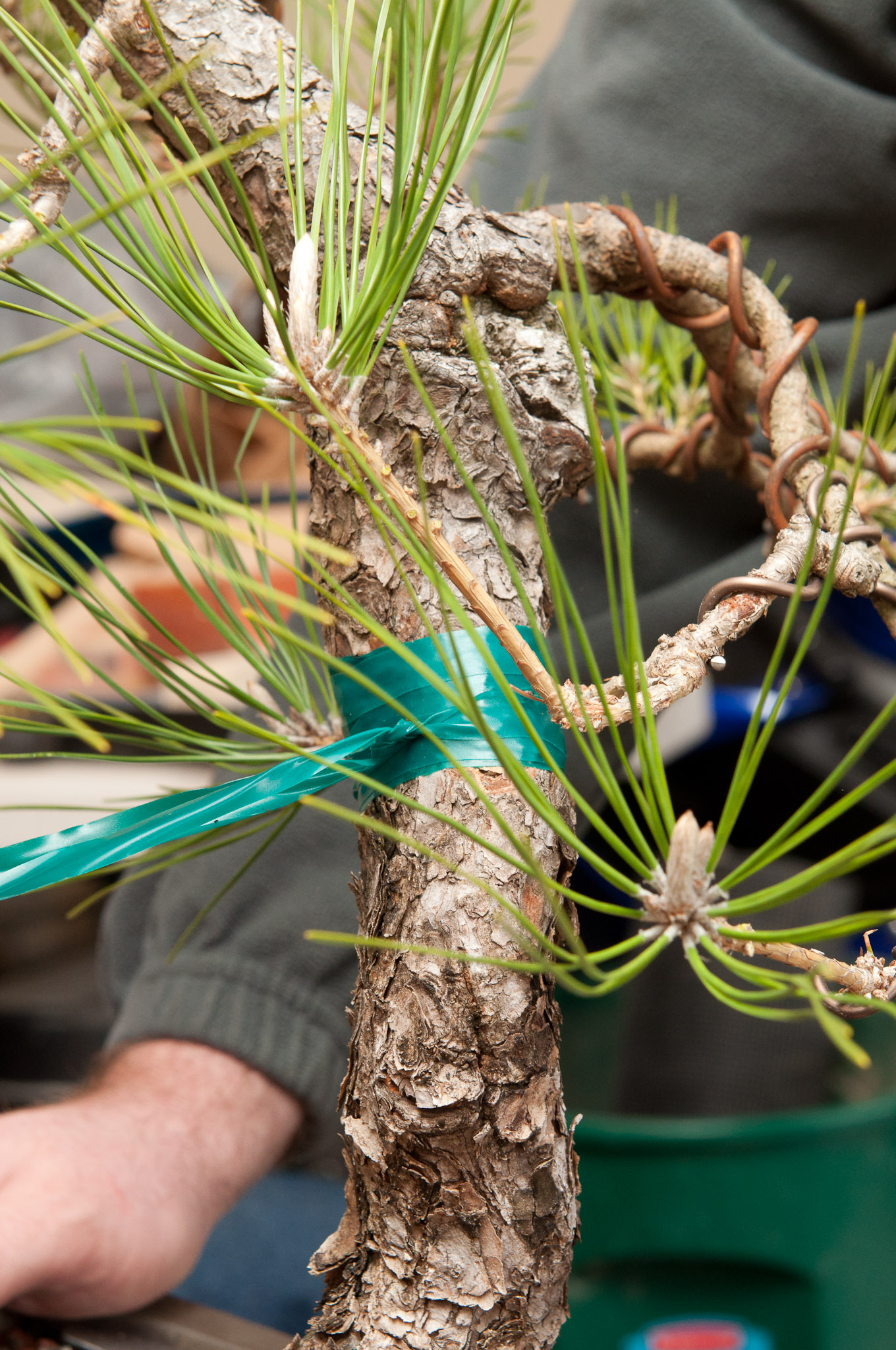 Japanese Black Pine Approach Graft