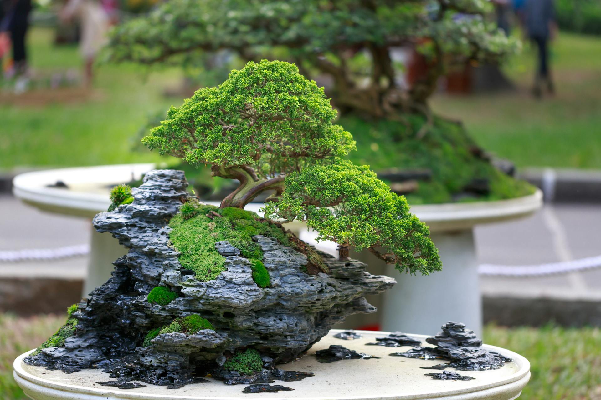 How to Get Started in Bonsai