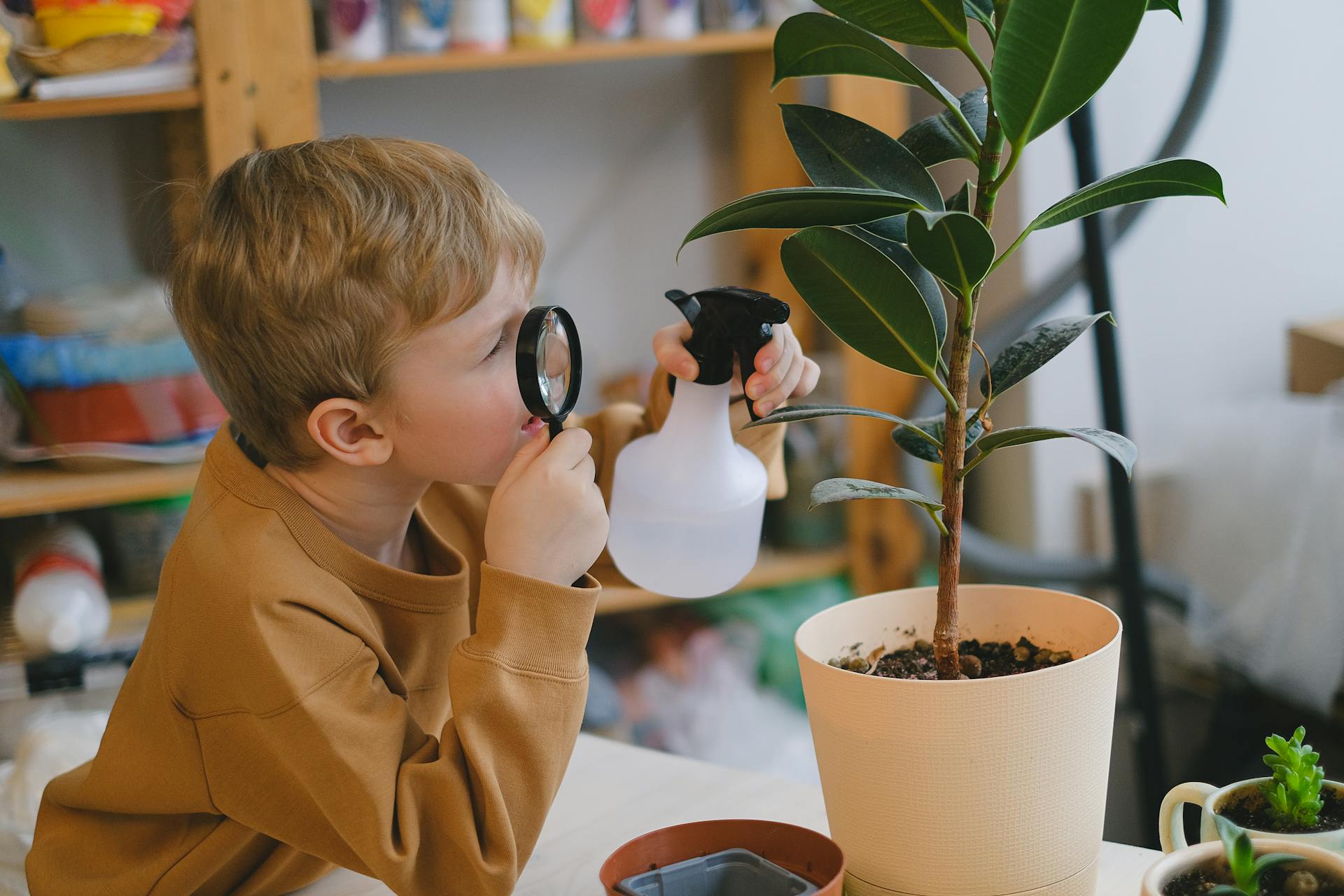 10 Ways to Improve Your Bonsai Trees