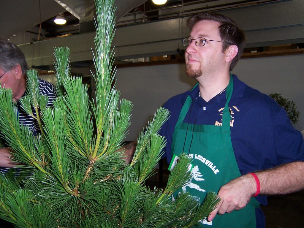 John Callaway, in a green club apron, holds an overgrown black pine with long upright needles at a workshop table