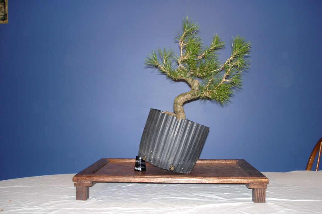The black pine, curved trunk and green needles, in a tilted, ribbed nursery pot on a low wooden stand against a blue wall
