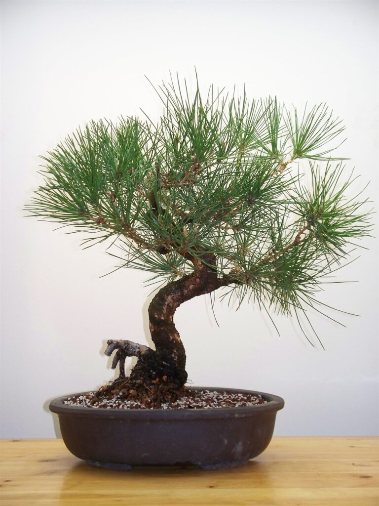The black pine in a dark oval bonsai pot on a wooden table, with long, loose shoots growing in every direction
