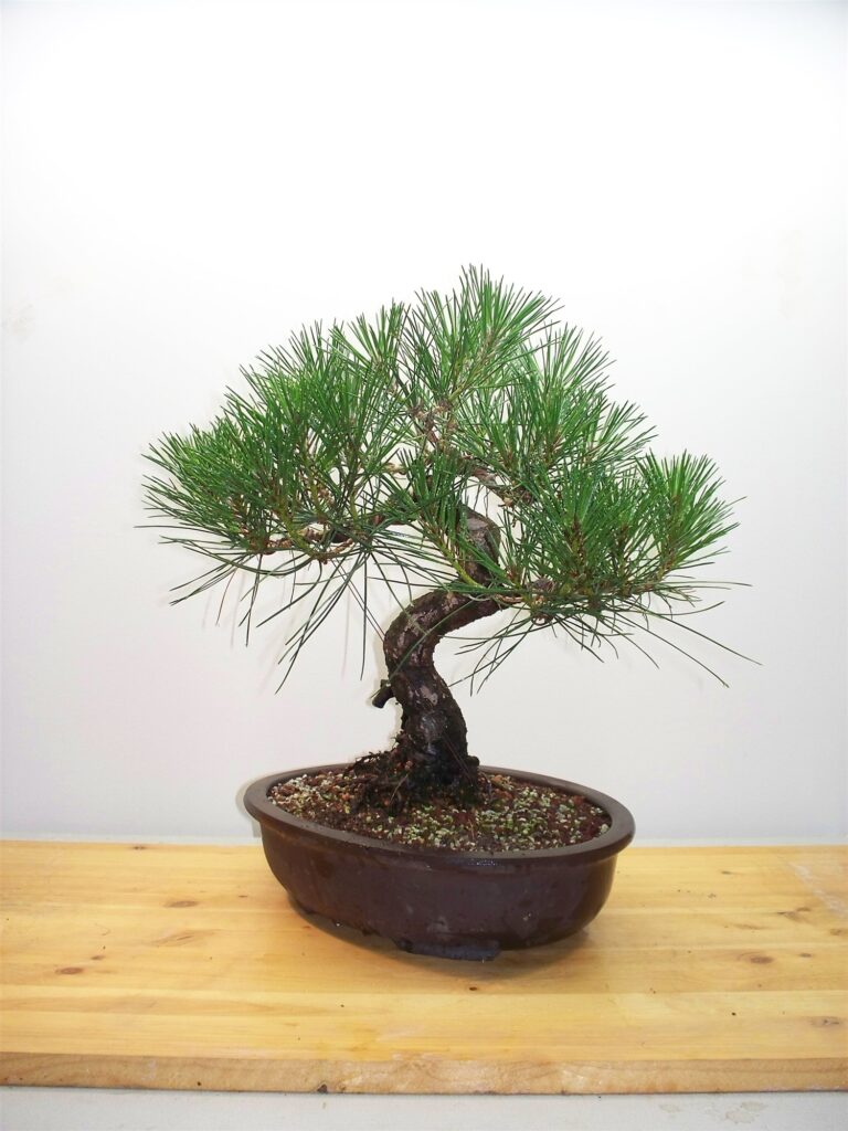 The black pine in early summer with a full, dense canopy of new growth, in a dark brown oval pot