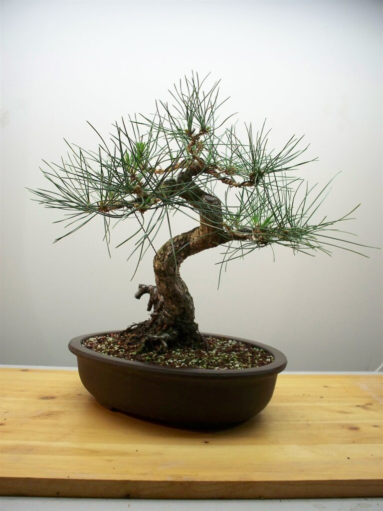 The same black pine twelve days later, its S-shaped trunk clearly visible through much sparser foliage