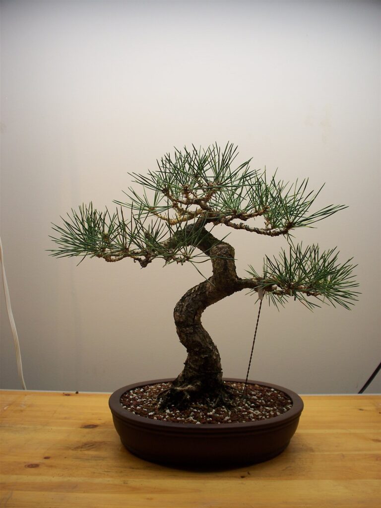 The black pine with wired branches and guy wires anchored to its shallow brown pot