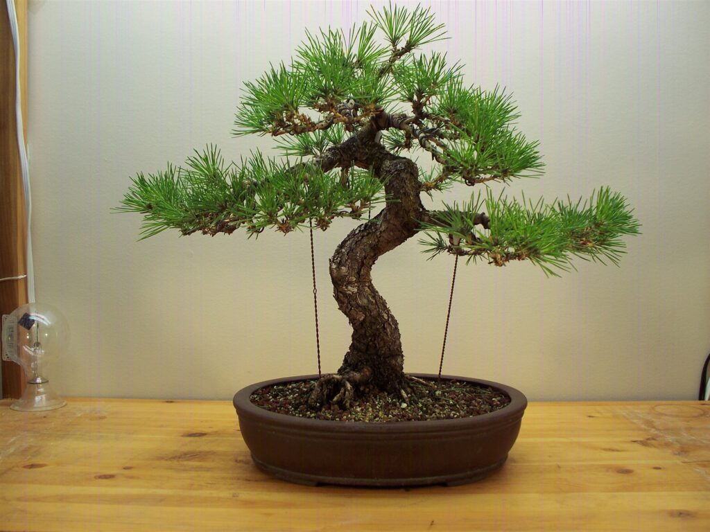 The black pine with dense, layered foliage pads above a curved trunk, in a brown oval pot