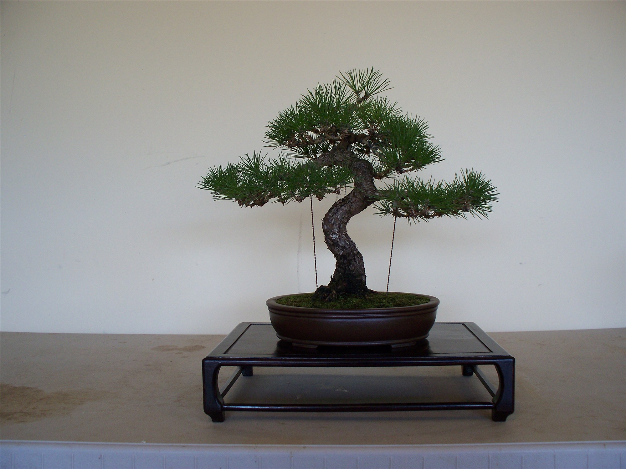 Tree 42: From Workshop Tree to the Display Stand
