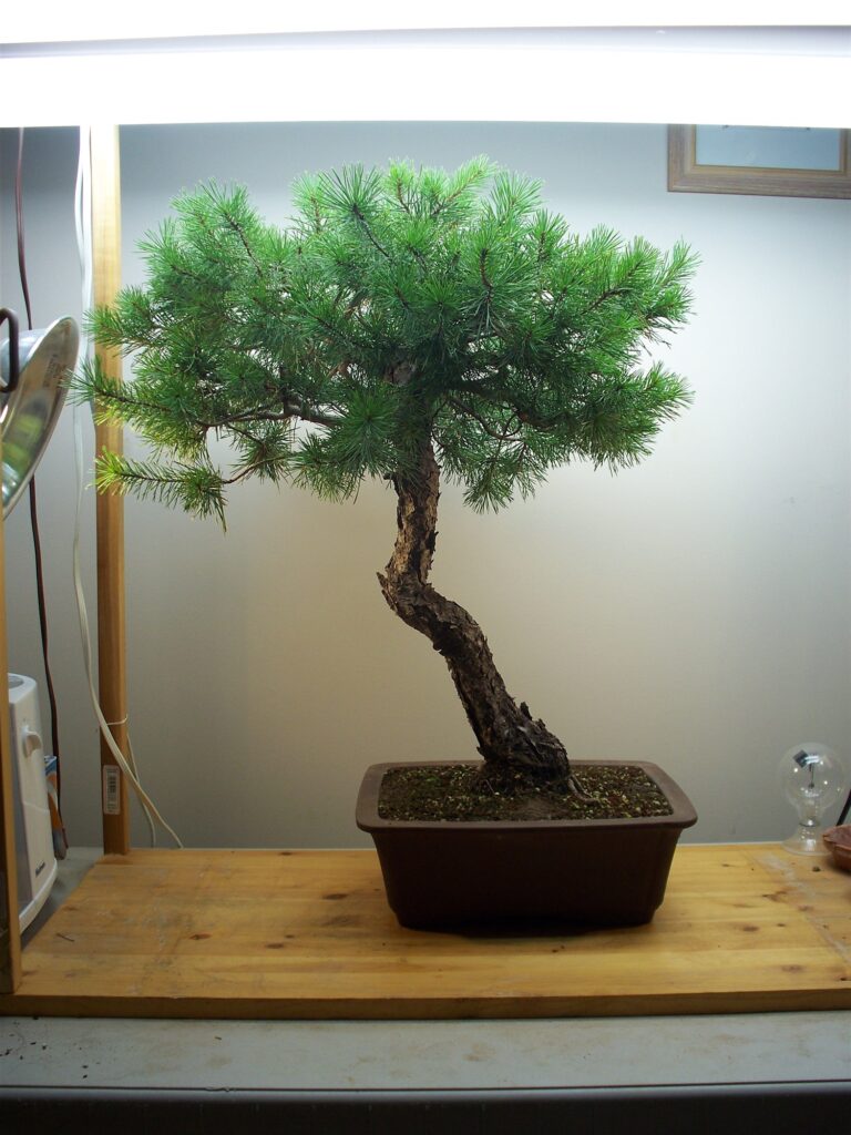 The Scots pine before styling: a curved trunk under a full, top-heavy canopy, in a rectangular brown pot