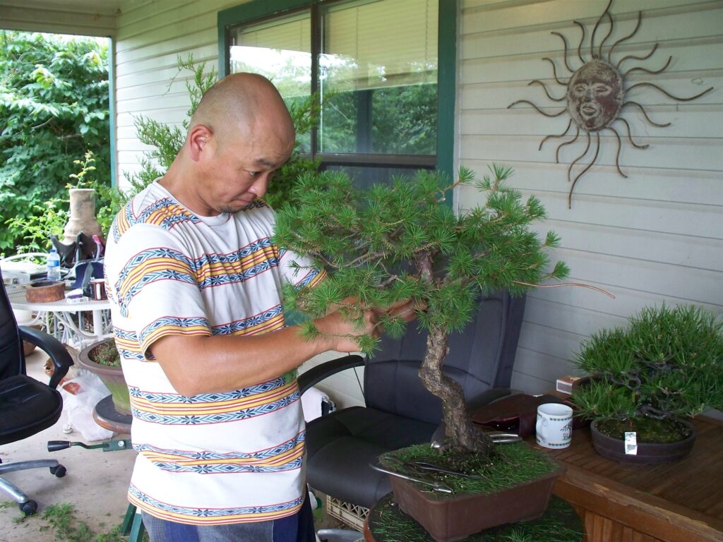 Akio Kondo works on the Scots pine on a porch in Arkansas