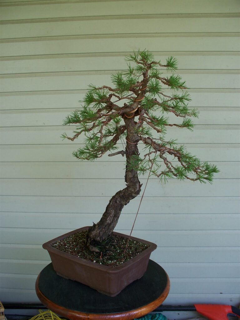 The Scots pine the day after Akio Kondo styled it, its branches wired and opened up