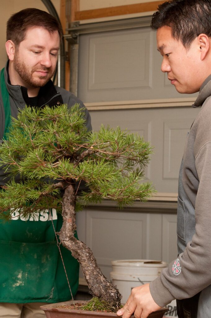 John Callaway and Peter Tea look over the Scots pine, John in a green apron