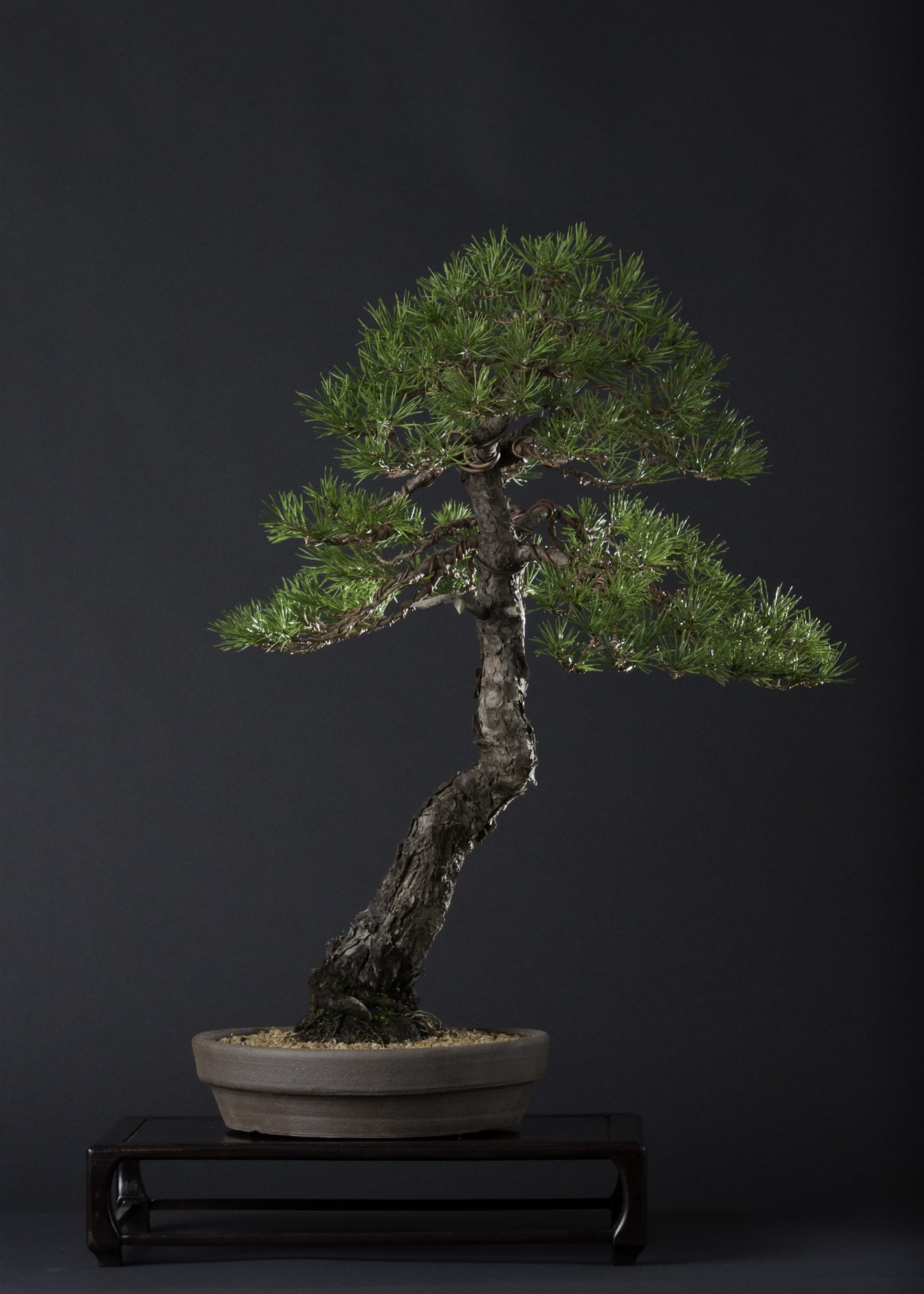 The Scots pine after the work with Peter Tea, wired into layered pads, in a shallow oval pot on a dark wooden stand